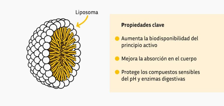 Liposomas y suplementación: ¿Cómo funcionan y por qué son el futuro ...