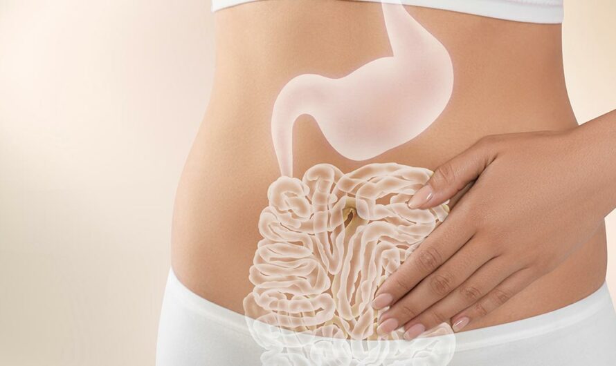 El sistema digestivo: La clave para el equilibrio del organismo.